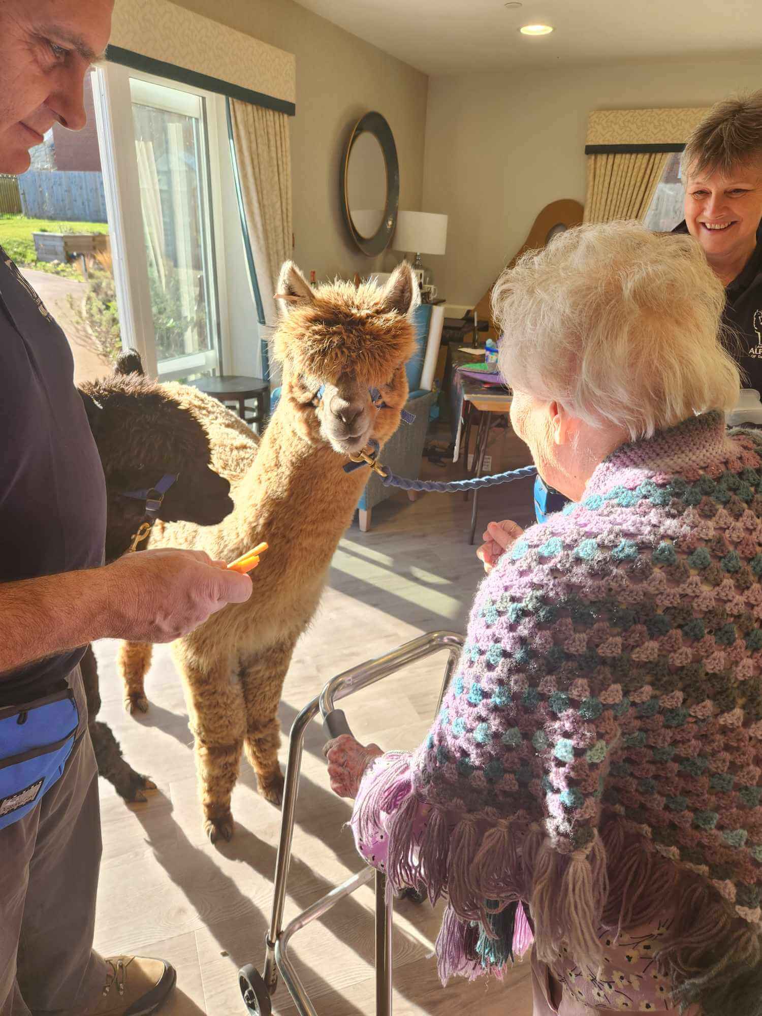 residents getting a visit from alpacas