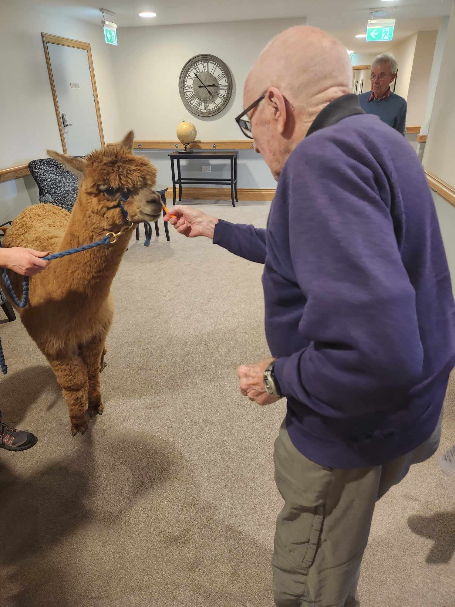 residents getting a visit from alpacas