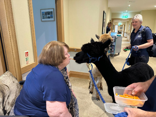 Resident enjoying time with an Alpaca